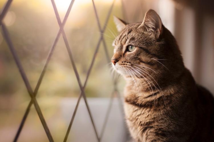 Esporotricose em gatos tem cura e posse responsável é chave para prevenção