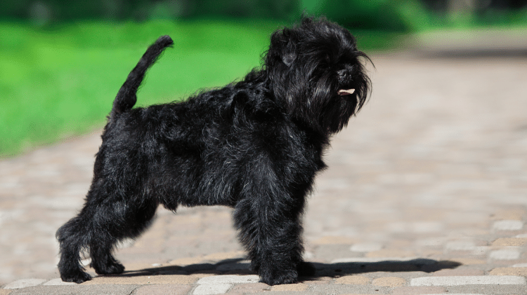 Affenpinscher