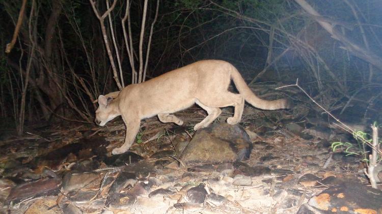 Onça Vitória, uma das monitoradas na APA Boqueirão da Onça. 