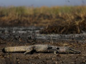 Ueslei Marcelino - 1.jun.2024/Reuters