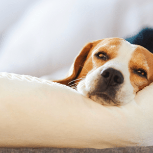 przemyslawiciak/Canva