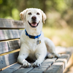 Purple Collar Pet Photography/Getty Images