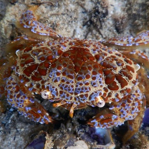 Ewout Knoester/Creative Commons/