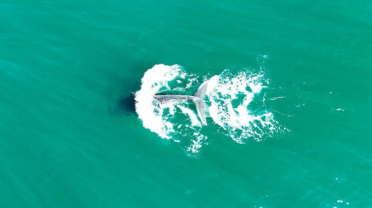 Olha só o que captamos com o drone! E teve ainda um tubarão-baleia lindo no passeio Olha só o que captamos com o drone! E teve ainda um tubarão-baleia lindo no passeio