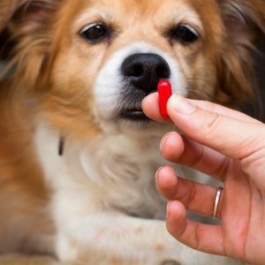Paracetamol e outros remédios comuns podem ser fatais para cães e gatos
