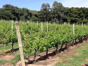  VAMOS DE VINHO 
