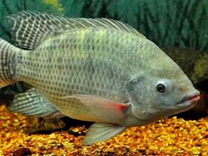 Germano Roberto Schüür/Wikipedia, CC BY Germano Roberto Schüür/Wikipedia, CC BY