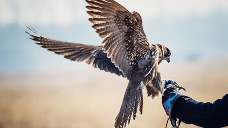 Wild Horse Photography/Getty Images