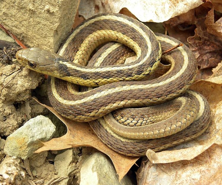 Thamnophis sirtalis sirtalis (Eastern Garter Snake) no Spangler Park, Wooster, Ohio.