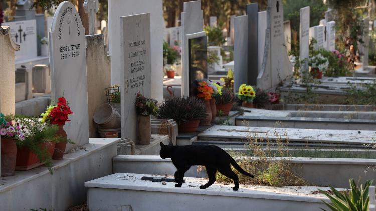 Vírus está presente em várias grandes cidades do Chipre