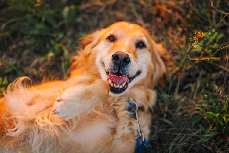 Golden Retriever