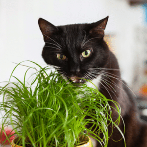 dzika_mrowka/Getty Images