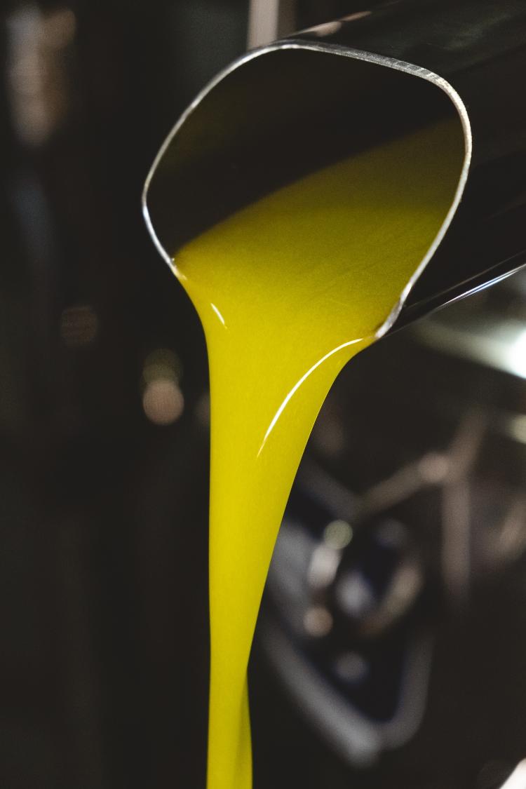 Extração do azeite na Fazenda Serra dos Tapes