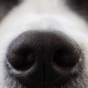 Nicooografie/pixabay