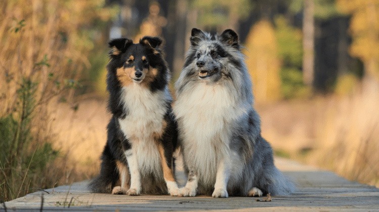 Shetland Sheepdog