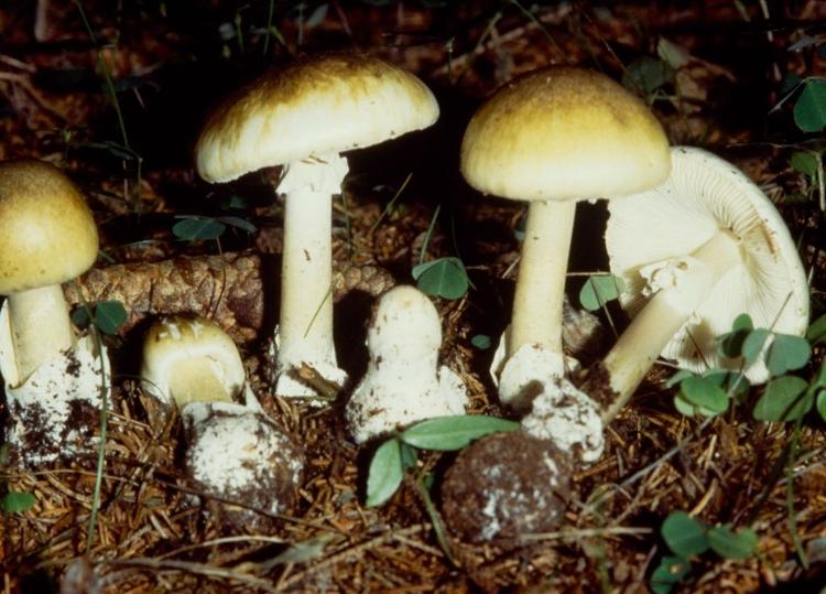 Conhecido como chapéu-da-morte, o Amanita phalloides é um dos cogumelos mais perigosos do mundo - Getty Images (750x1)