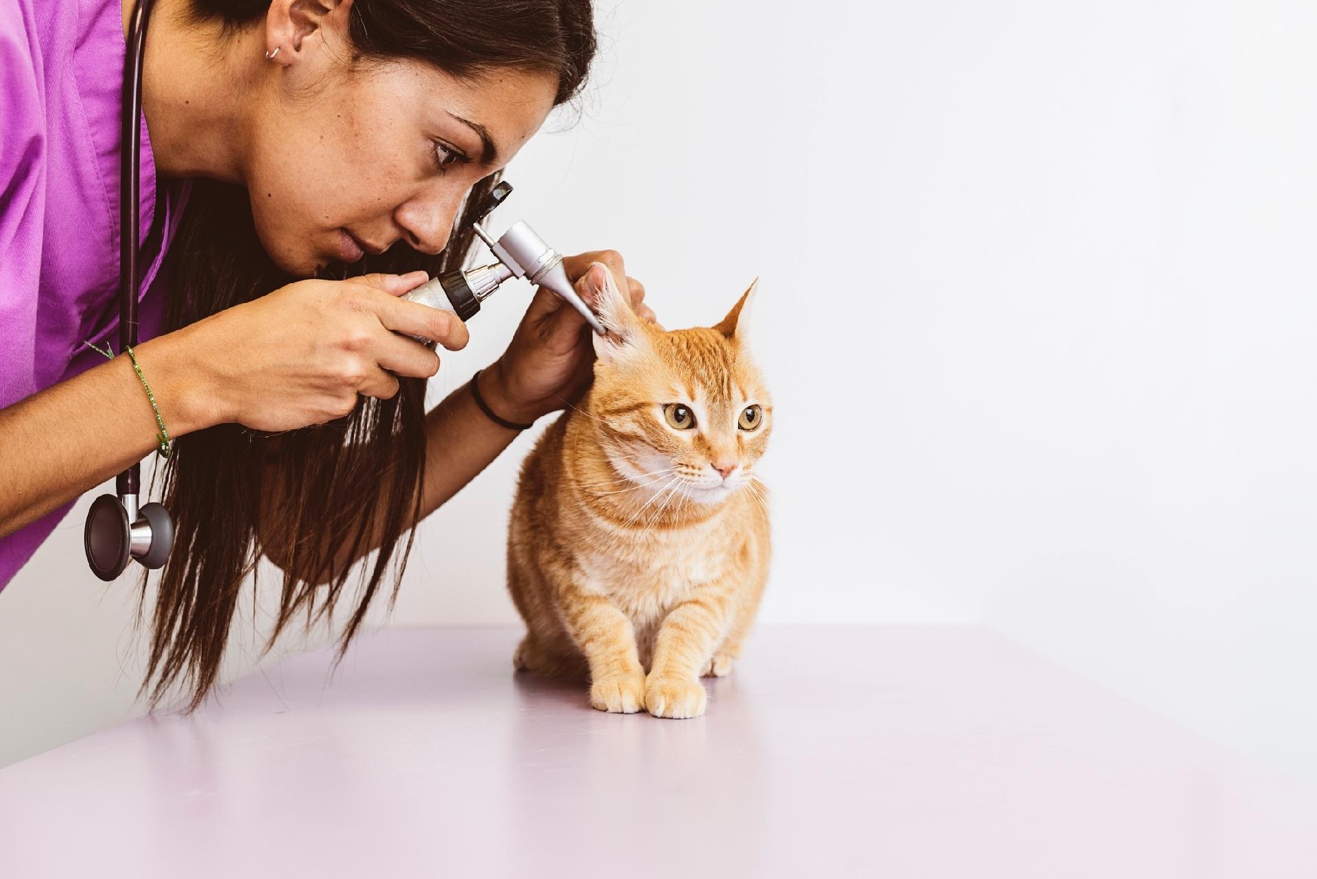 Veterinário dá dicas para proteger gato preto na sexta-feira 13 e ajuda a  desmitificar preconceitos, Piauí