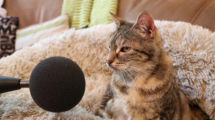 Gato mais raro do mundo pode custar quase R$ 80 mil - Mega Curioso