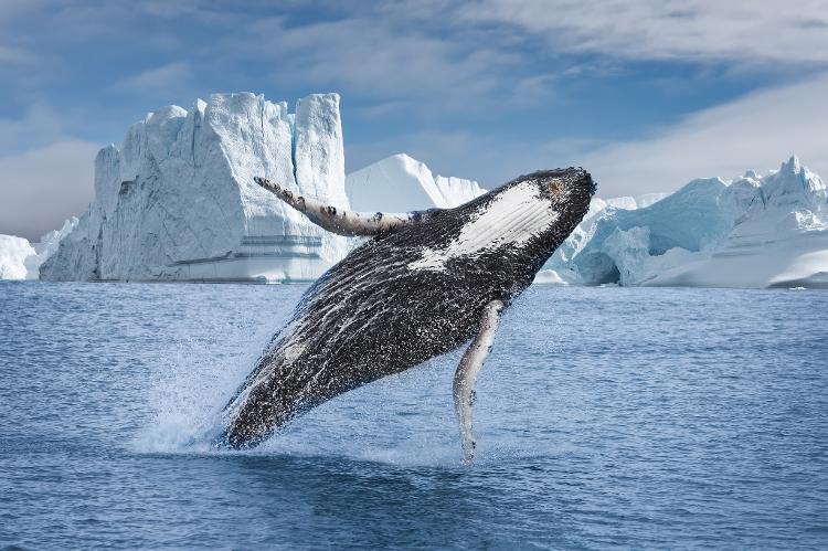 Baleia entre icebergs de Ilulissat, na Groenlândia - Getty Images