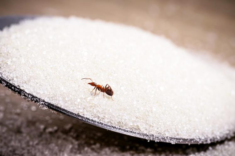 Engane as formigas misturando bicarbonato de sódio a uma porção de açúcar