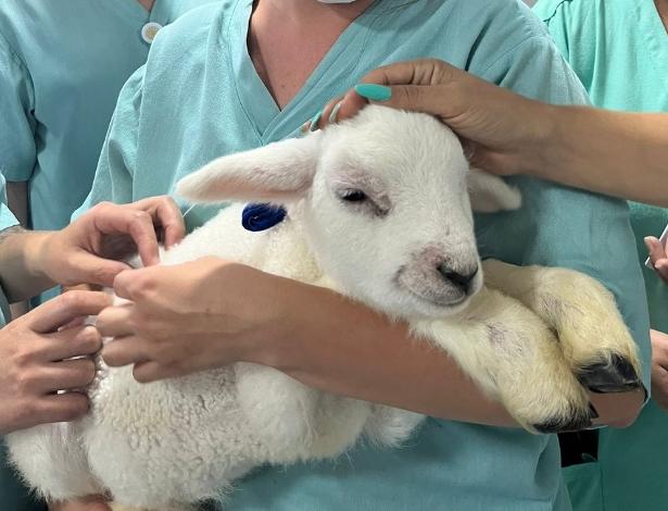 Ovelhas encantam crianças na pediatria do Hospital Mackenzie