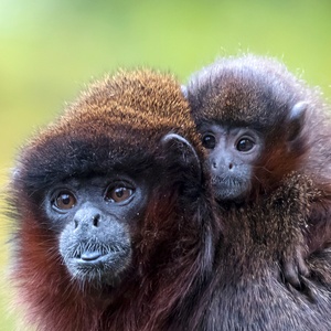 Getty Images/iStockphoto
