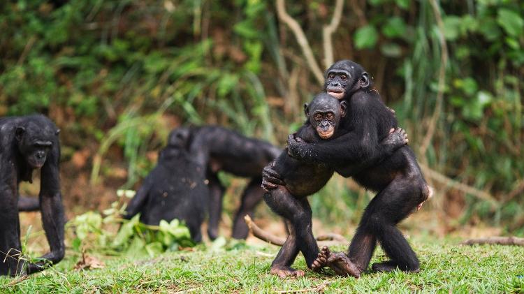 Estudados pelo primatólogo Frans de Waal, jovens bonobo se abraçam no santuário Lola Ya Bonobo, República Democrática do Congo, 2010