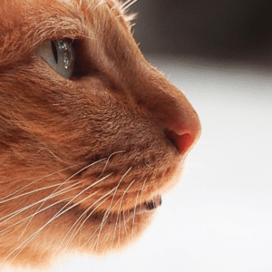 spicytigger/Getty Images