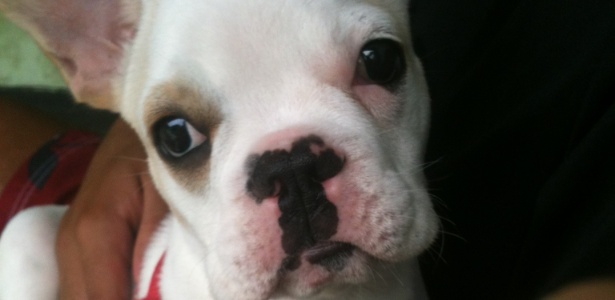 Andrade homenageia Adriano em nome do cachorro e aconselha: Não pare