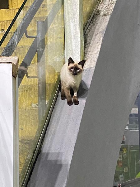 Gato preto invade campo durante Santos e Atlético-MG; veja