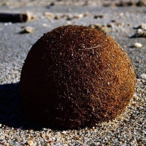 Getty Images via BBC