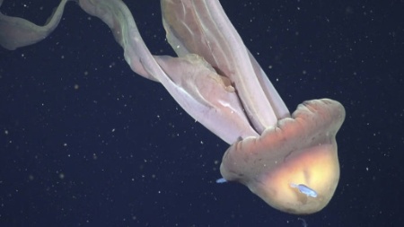 ROV SuBastian/Instituto Schmidt Ocean