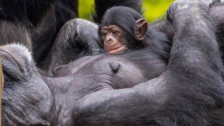 Leandro Ferreira Amaral/Zoo de São Paulo