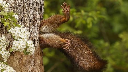 Milko Marchetti /Comedy Wildlife
