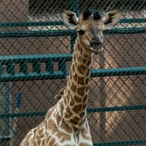 Divulgação Zoológico de São Paulo