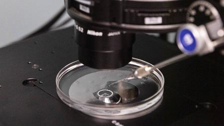US Scientists Achieve Unprecedented Precision in Human Embryo Gene Editing