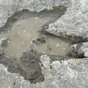 Museu de História Natural da Universidade de Oxford via BBC News Brasil