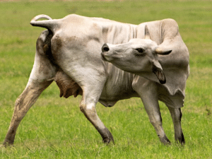 Flesh-Eating Fly Infestation Detected in U.S. Cattle for First Time in 60 Years