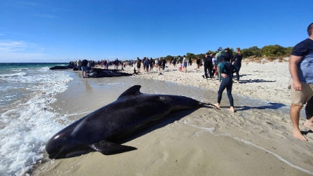 Wildlife Care/Handout/Reuters