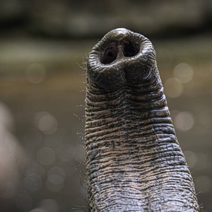 Heidelberg Zoo/Alejandro Posada/Max Planck Institute for Intelligent Systems