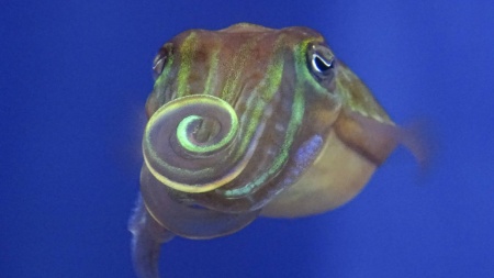 Arata Nakayama/The New York Times