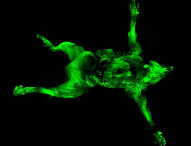 Os camundongos foram marcados com proteína especial fluorescente para fazer brilhar determinadas partes de sua anatomia