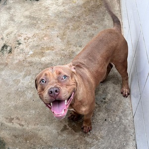 Secretaria Municipal de Proteção e Defesa dos Animais do Rio de Janeiro