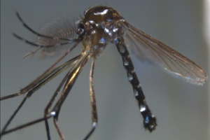 Mosquito Aedes aegypti
