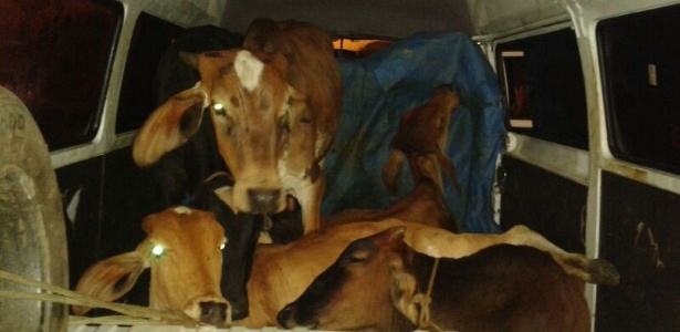 Homens são detidos transportando vacas dentro de uma Kombi no interior de Minas Gerais