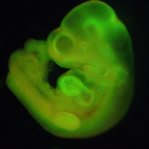 Na publicação do estudo, a cientista afirmava que feto de rato foi gerado a partir de estimulação de célula madura de roedor