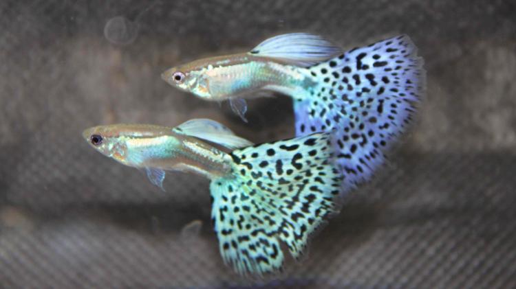 Originário da América Central, o "guppy" (Poecilia reticulata) é um exemplo de peixe que não põe ovos. A fêmea incuba os ovos no abdome e os filhotes nascem já formados. Os "guppies" coloridos custam em média R$ 4 reais em lojas