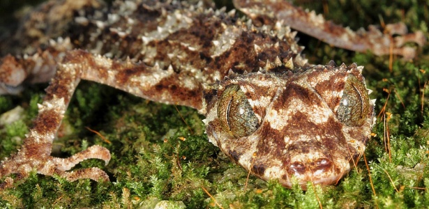 Uma lagartixa rabo de folha (Saltuarius eximius) do norte da Austrália é apresentada pelo Instituto Internacional de Espécies de Exploração e a Universidade Estadual de Nova Iorque (SUNY), nos EUA. A espécie foi descoberta em 2013 por Conrad Hoskin