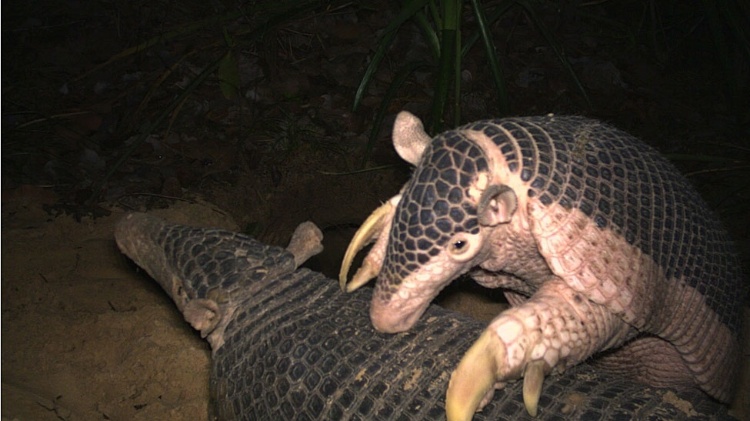 Imagem rara de um tatu gigante, tatu-canastra, no Pantanal brasileiro brincando com a sua mãe