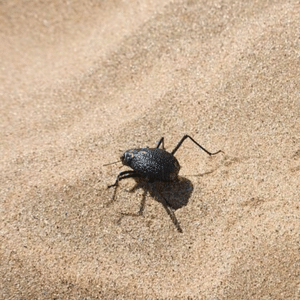 Lidine Mia/Wikimedia Commons 